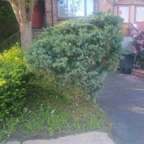 Bush Trimming by Outlaw Lawncare reviewed on May 27, 2022