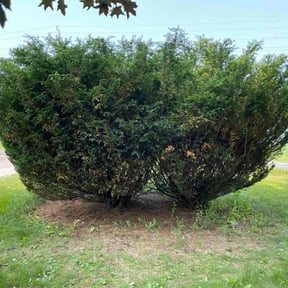 Bush Trimming by Dem Boyz N Girlz Lawn Services reviewed on May 30, 2025
