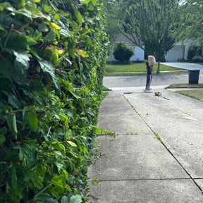 Bush Trimming by Jonathan Page Sr reviewed on May 19, 2022