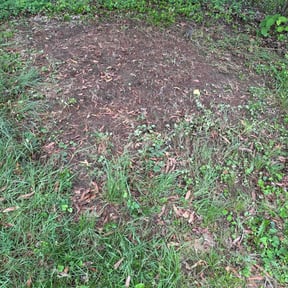 Leaf Removal by Shane Ray reviewed on May 24, 2022