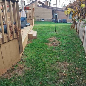 Leaf Removal by Lawn services JAV reviewed on August 15, 2022
