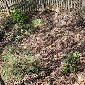 Leaf Removal by The Maintenance Department LLC reviewed on July 19, 2022