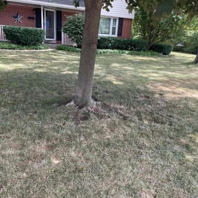Bush Trimming by 216BeamKing reviewed on August 6, 2022