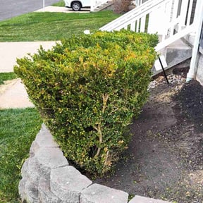 Bush Trimming by Hernandez Family Lawn reviewed on October 26, 2022