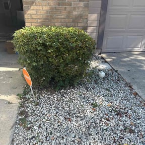 Bush Trimming by Vera Lawns reviewed on May 3, 2025