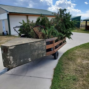 Bush Trimming by Castrolawns reviewed on June 11, 2022