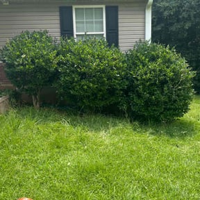 Bush Trimming by Terrell lawn care reviewed on August 11, 2024