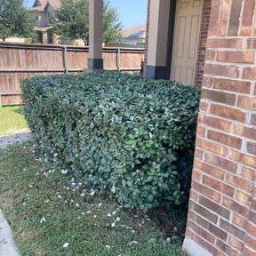 Bush Trimming by Bruhn's Precision Lawn reviewed on September 11, 2024
