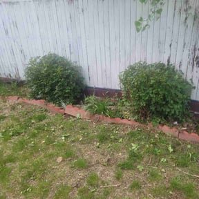 Bush Trimming by Meza Landscaping LLC reviewed on August 6, 2024