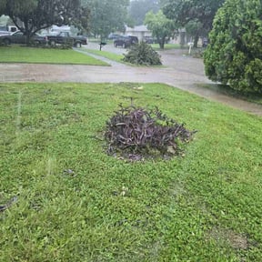 Bush Trimming by Roscoe&amp;Jaee's "You Name It We Do It Family lawn service" reviewed on May 11, 2025