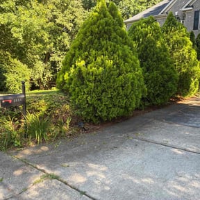 Bush Trimming by Isaiah's Custom Cutz reviewed on July 9, 2022
