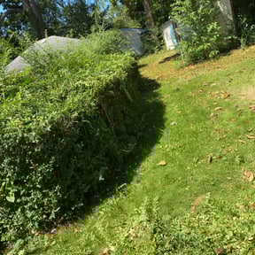 Bush Trimming by Royalty Lawn and Garden INC reviewed on July 13, 2025