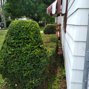 Bush Trimming by Ty-D Landscaping LLC reviewed on September 8, 2021