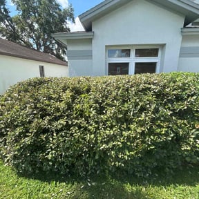 Bush Trimming by EMP Lawn Services, LLC reviewed on May 7, 2022