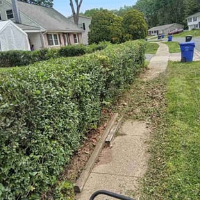 Bush Trimming by Supreme Home Services reviewed on December 13, 2024