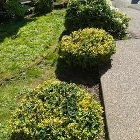 Bush Trimming by Rickys lawn care reviewed on November 15, 2022