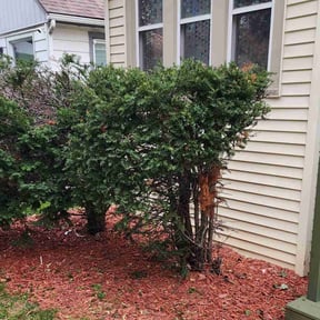 Bush Trimming by Radscapes reviewed on June 28, 2022