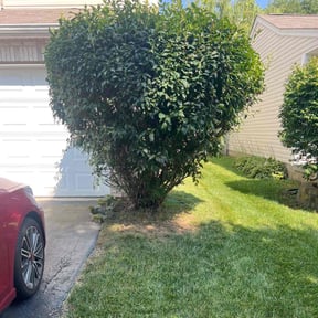 Bush Trimming by Lanes landscaping and tree trimming reviewed on June 21, 2022