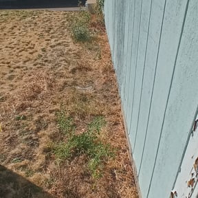 Bush Trimming by D &amp; A services reviewed on October 19, 2021