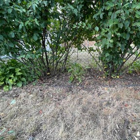 Flower Bed Weeding by Dads Lawn Services reviewed on August 9, 2022