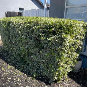 Bush Trimming by Brooks lawn Care reviewed on November 16, 2023