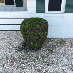 Bush Trimming by Edward's Lawn Care reviewed on July 14, 2021