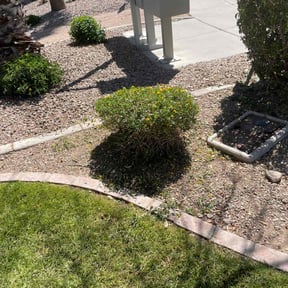 Bush Trimming by Uppercuts Lawn Care reviewed on May 25, 2022