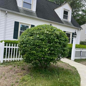 Bush Trimming by Lamberts Lawn trim and maintenance reviewed on February 21, 2022