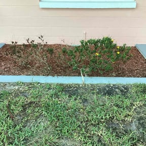Flower Bed Weeding by ECG Lawn Care reviewed on June 9, 2022