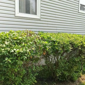 Bush Trimming by Davino Handy Services reviewed on May 26, 2022