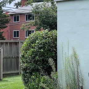 Bush Trimming by MJC3 Solutions LLC reviewed on August 3, 2024
