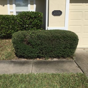 Bush Trimming by Turf Tamers,LLC reviewed on December 6, 2024