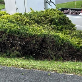 Bush Trimming by Lawn Care and trash removal reviewed on May 5, 2022