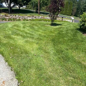 Cleanups by Wilson Leon Landscaping reviewed on June 20, 2025