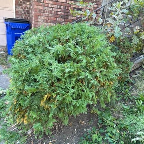 Bush Trimming by Lawn Fade reviewed on July 15, 2022