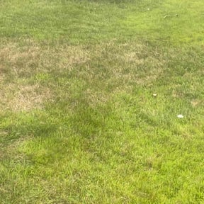 Bush Trimming by Pearcy and Sons Contracting reviewed on June 20, 2024