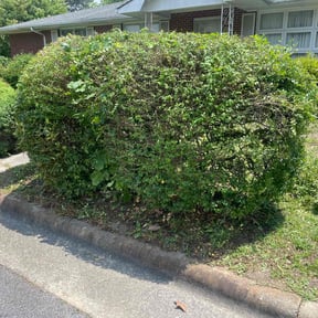 Bush Trimming by Grass gang reviewed on June 13, 2025