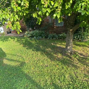 Flower Bed Weeding by Top Turf L.L.C reviewed on August 21, 2020
