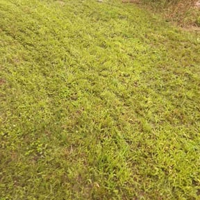 Leaf Removal by Top Lawn Companies, LLC reviewed on August 6, 2022