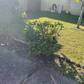 Bush Trimming by LSLTDallas/FortWorthTruGreen reviewed on May 11, 2025
