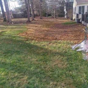 Leaf Removal by Miller Lawn Service reviewed on June 21, 2022