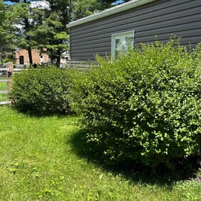 Bush Trimming by Copperfield Lawn reviewed on January 2, 2022
