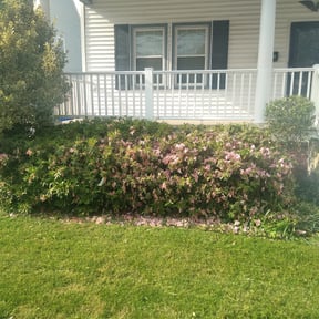Bush Trimming by T's lawn care reviewed on April 4, 2025