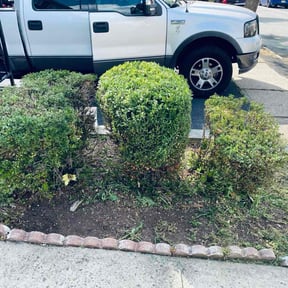 Bush Trimming by Marshall lawn reviewed on April 12, 2022