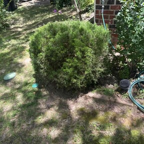 Bush Trimming by McGregor's landscaping reviewed on June 4, 2022