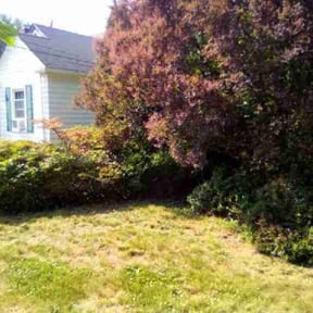 Bush Trimming by Greenlawnz landscaping reviewed on April 20, 2022