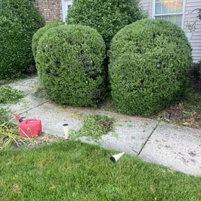 Bush Trimming by Miramontes Landscaping reviewed on November 9, 2021