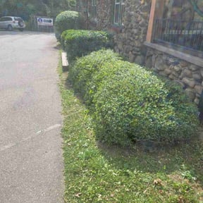 Bush Trimming by On The Green reviewed on June 9, 2022