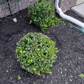 Bush Trimming by Quality cuts lawn care reviewed on May 8, 2022