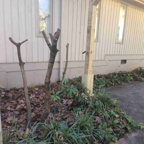 Bush Trimming by American lawn care reviewed on October 16, 2022